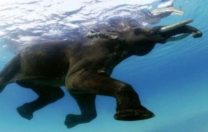 elephant floating